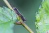 Lymantria dispar